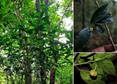असम में मिला अंडमान का दुर्लभ पौधा पहली बार मुख्य भूमि भारत में दर्ज हुआ रिकॉर्ड असम में मिला अंडमान का दुर्लभ पौधा पहली बार मुख्य भूमि भारत में दर्ज हुआ रिकॉर्ड