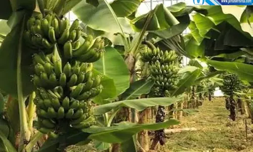 किसानों के लिए फायदे का सौदा G-9 केले की खेती से मिलेगा शानदार मुनाफा