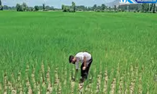 धान की फसल का रंग बदला किसानों की बढ़ी चिंता कृषि विभाग अलर्ट