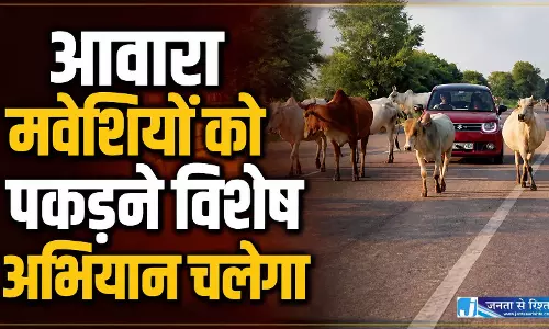 आवारा मवेशियों को पकड़ने विशेष अभियान चलेगा आवारा मवेशियों को पकड़ने विशेष अभियान चलेगा