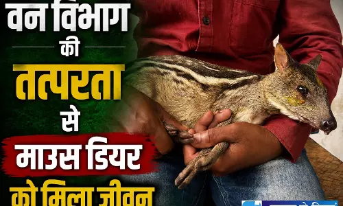 कुत्तों से बचकर कलेक्ट्रेट पहुंचा माउस डियर, वन विभाग ने बचाई जान