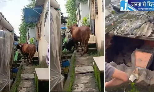 नालासोपारा में बंद कमरे की छत पर गिरे बैल और गाय इलाके में मचा हड़कंप नालासोपारा में बंद कमरे की छत पर गिरे बैल और गाय इलाके में मचा हड़कंप
