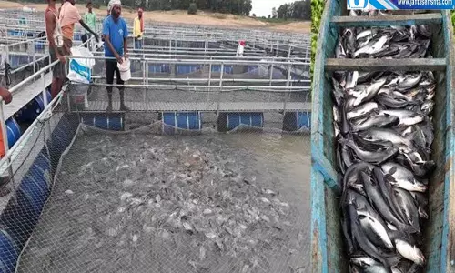 झारखंड के मछली पालकों को मिलेगा बीमा कवच नुकसान की भरपाई करेगी योजना झारखंड के मछली पालकों को मिलेगा बीमा कवच नुकसान की भरपाई करेगी योजना