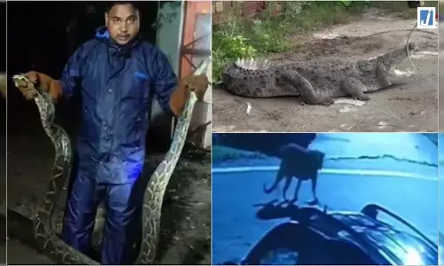 बारिश शुरू होते ही शहर में जंगल राज! कहीं तेंदुआ तो कहीं मगरमच्छ, अजगर ने भी मचाया हड़कंप बारिश शुरू होते ही शहर में जंगल राज! कहीं तेंदुआ तो कहीं मगरमच्छ, अजगर ने भी मचाया हड़कंप