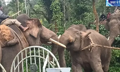 कोडागु में एस्टेट वर्कर की मौत के लिए जिम्मेदार जंगली हाथी पकड़ा गया