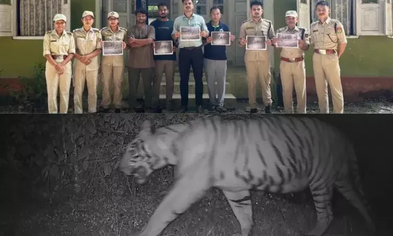 Assam के डिहिंग पटकाई में दिखा नर रॉयल बंगाल टाइगर