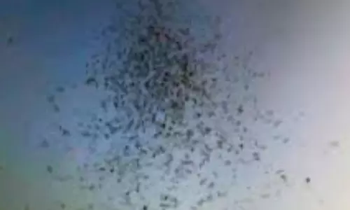 लंगर हाउस की पहल: मच्छरों से राहत के लिए लगे टावर