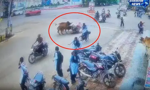 आवारा सांडों की लड़ाई में स्कूटी सवार महिला गिरी