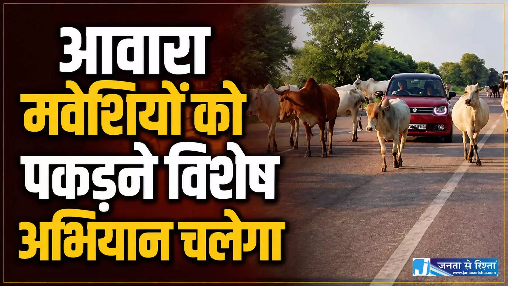 आवारा मवेशियों को पकड़ने विशेष अभियान चलेगा आवारा मवेशियों को पकड़ने विशेष अभियान चलेगा