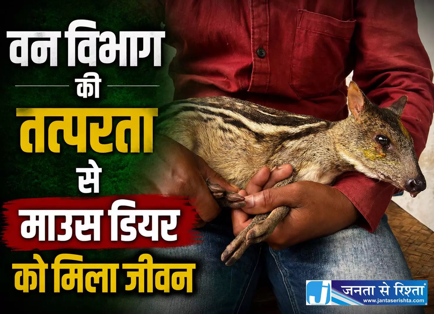 कुत्तों से बचकर कलेक्ट्रेट पहुंचा माउस डियर, वन विभाग ने बचाई जान कुत्तों से बचकर कलेक्ट्रेट पहुंचा माउस डियर, वन विभाग ने बचाई जान