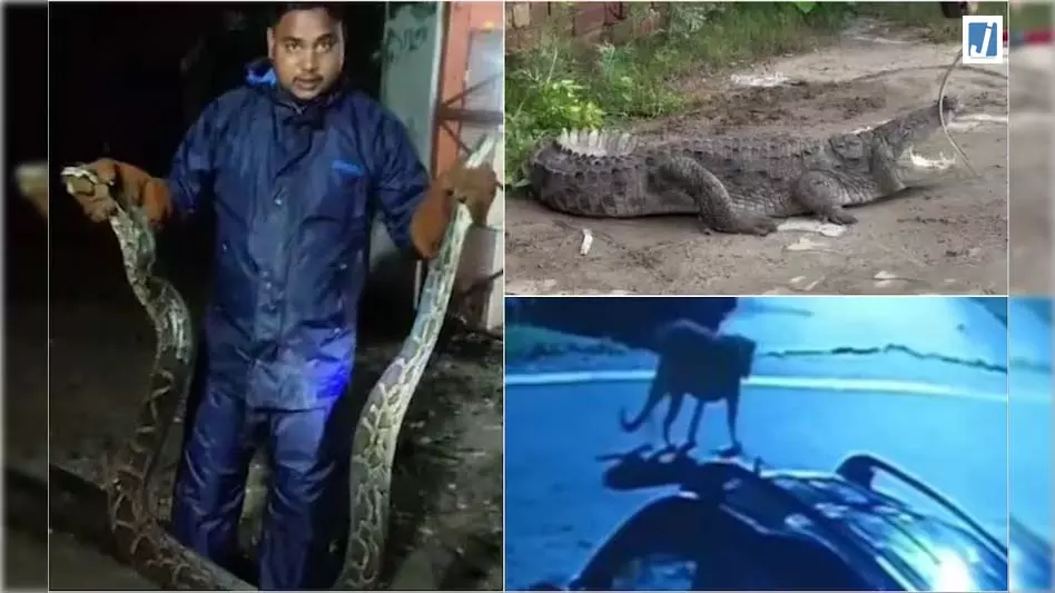बारिश शुरू होते ही शहर में जंगल राज! कहीं तेंदुआ तो कहीं मगरमच्छ, अजगर ने भी मचाया हड़कंप बारिश शुरू होते ही शहर में जंगल राज! कहीं तेंदुआ तो कहीं मगरमच्छ, अजगर ने भी मचाया हड़कंप