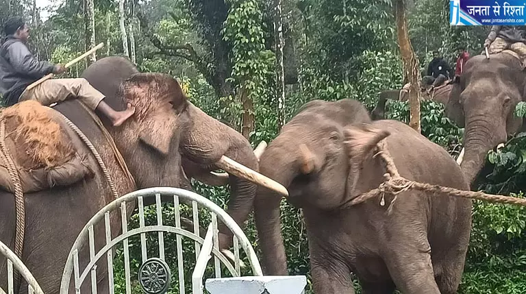 कोडागु में एस्टेट वर्कर की मौत के लिए जिम्मेदार जंगली हाथी पकड़ा गया कोडागु में एस्टेट वर्कर की मौत के लिए जिम्मेदार जंगली हाथी पकड़ा गया