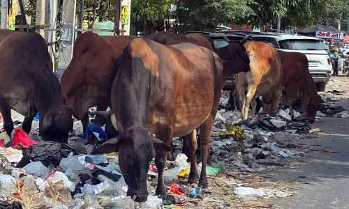 सफ़ाई कर्मचारी फिर से हड़ताल पर क्यों हैं और जनता को इसकी कीमत क्यों चुकानी पड़ रही