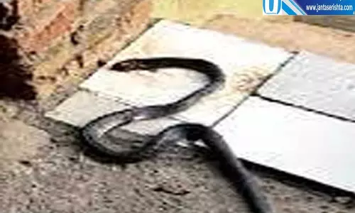हरियाणा में दर्दनाक हादसा सांप के डसने से दो मासूमों ने तोड़ा दम
