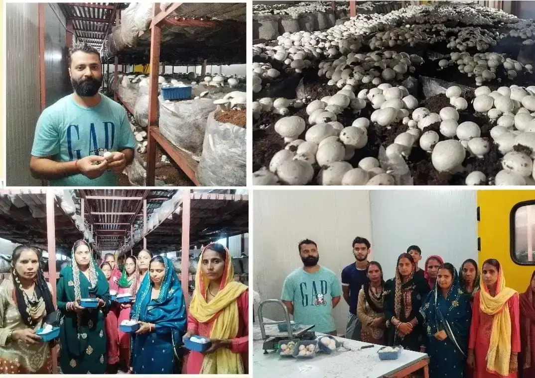 Dharamshala: मैकेनिकल इंजीनियर की अनोखी पहल, मशरूम उत्पादन से सालाना 80 लाख का कारोबार
