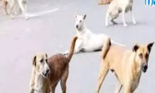 आवारा कुत्तों से परेशान नोएडा के लोग लगातार बढ़ रहे हमले