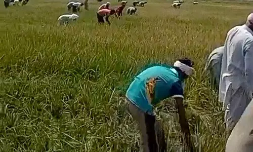 Bathinda में 48 किसानों ने बचाई साथी की धान फसल