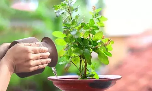 तुलसी दल तोड़ने से पहले जान लें धार्मिक मान्यताओं से जुड़े ये नियम