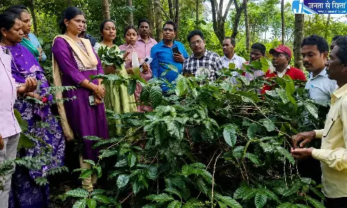 Andhra: कॉफ़ी बेरी बोरर को रोकने के लिए विशेष सर्वेक्षण