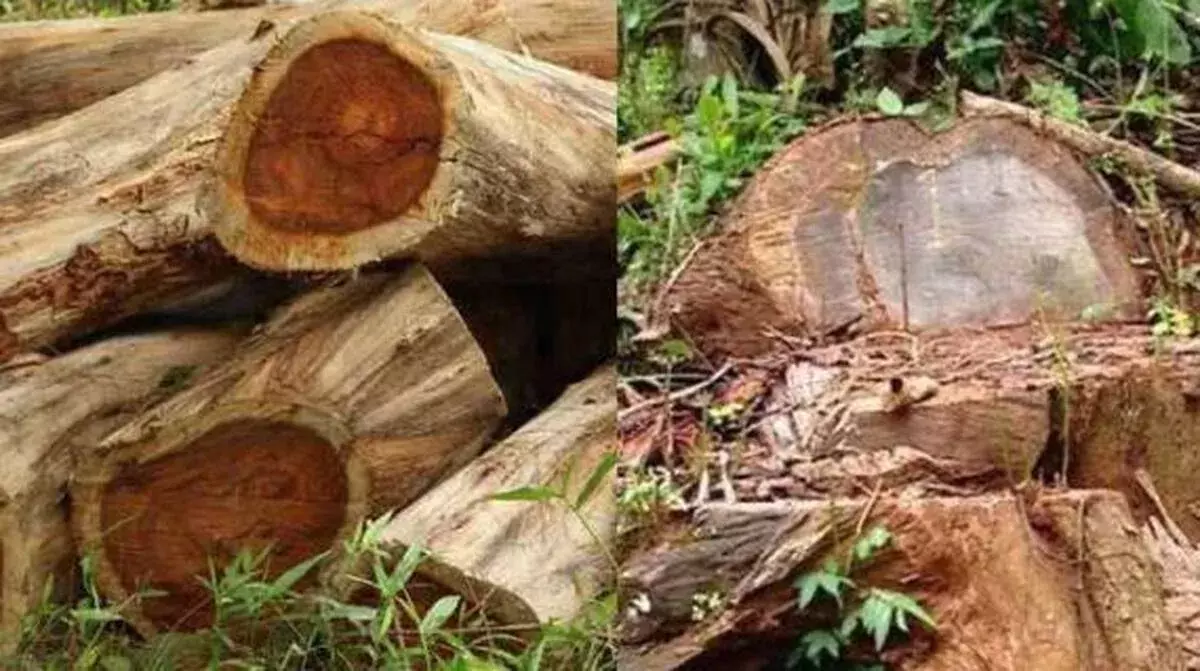 kerala: ऑगस्टीन बंधुओं को झटका: पेड़ कटाई केस का चलेगा ट्रायल