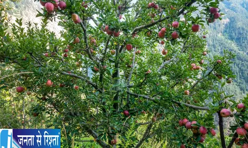 Himachal बागवानों को सेब की नई खेती के लिए लोन लेने की अपील Himachal बागवानों को सेब की नई खेती के लिए लोन लेने की अपील