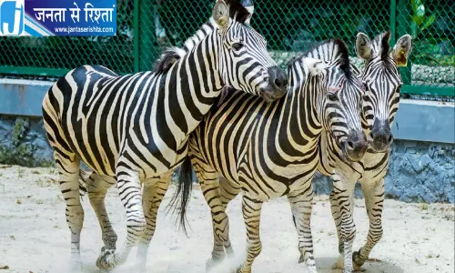 नौ ज़ेबरा की मौत के बाद तिरुवनंतपुरम जू में तीन नए ज़ेबरा पहुंचे