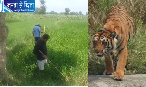 सात दिन बाद जंगल लौटा बाघ, ग्रामीणों ने ली राहत की सांस; सामान्य हुई खेती-किसानी