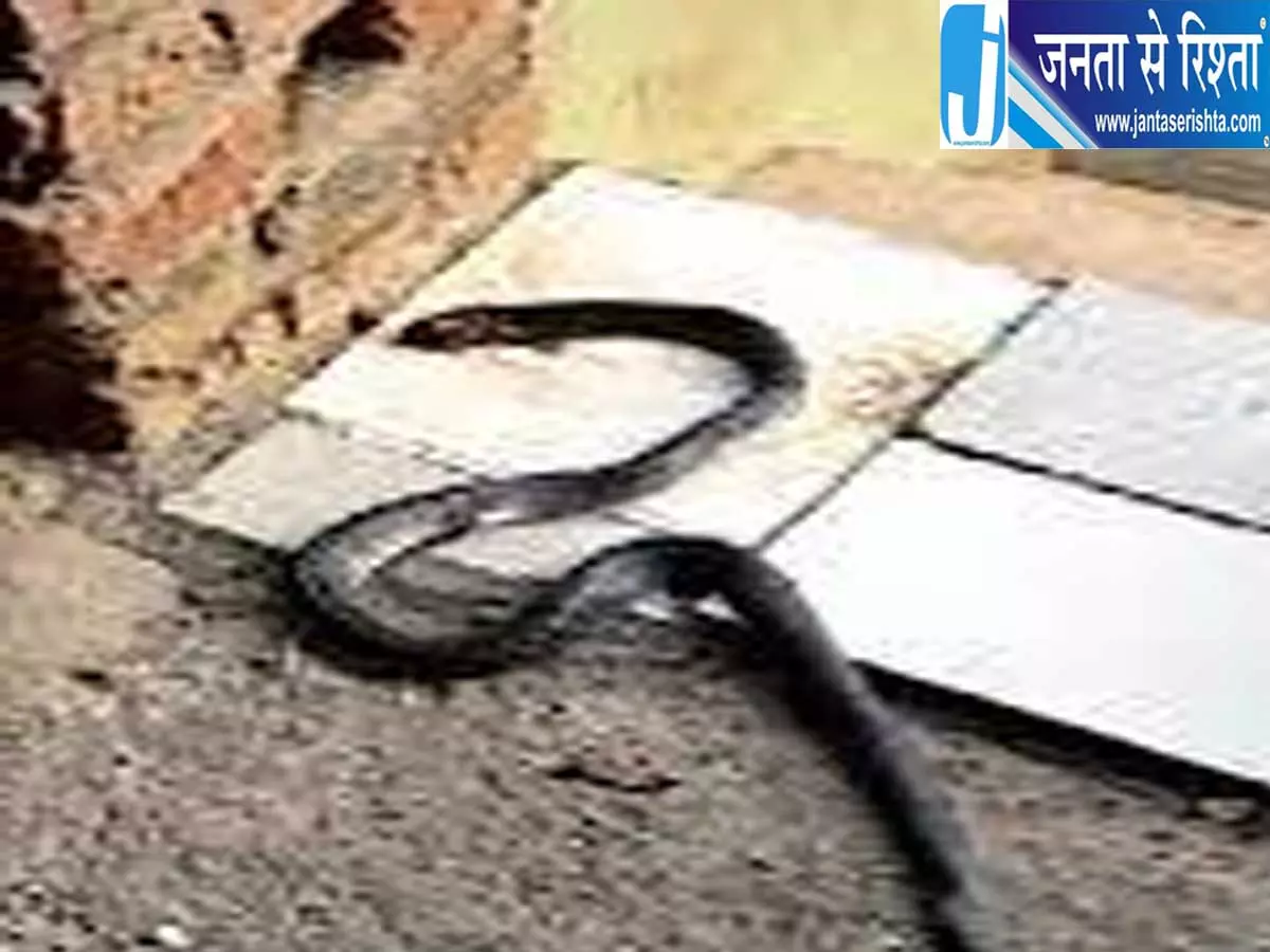 हरियाणा में दर्दनाक हादसा सांप के डसने से दो मासूमों ने तोड़ा दम हरियाणा में दर्दनाक हादसा सांप के डसने से दो मासूमों ने तोड़ा दम