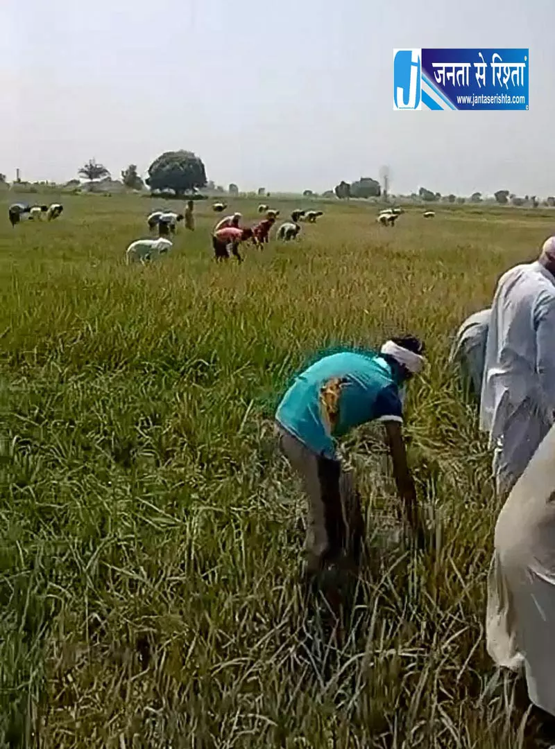 Bathinda में 48 किसानों ने बचाई साथी की धान फसल Bathinda में 48 किसानों ने बचाई साथी की धान फसल