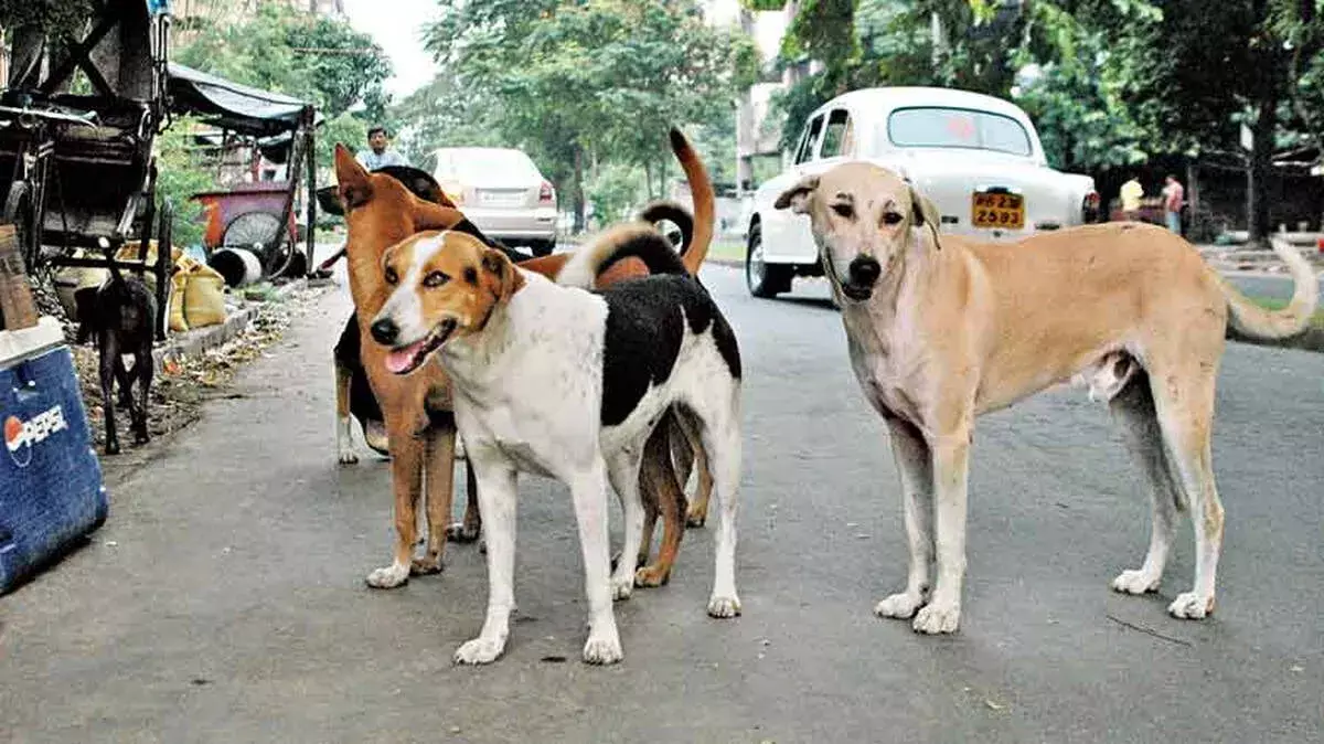 Kerala: आवारा कुत्तों के शेल्टर पर सरकार का नया एक्शन प्लान Kerala: आवारा कुत्तों के शेल्टर पर सरकार का नया एक्शन प्लान
