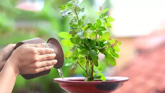 तुलसी दल तोड़ने से पहले जान लें धार्मिक मान्यताओं से जुड़े ये नियम तुलसी दल तोड़ने से पहले जान लें धार्मिक मान्यताओं से जुड़े ये नियम