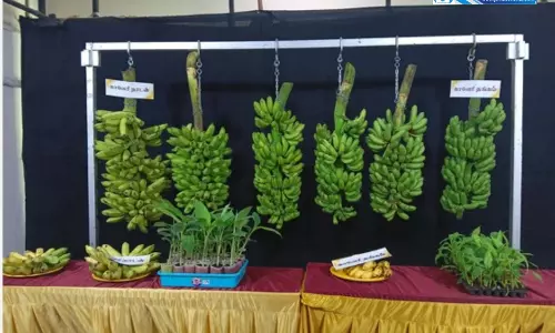 ICAR-NRCB ने लॉन्च की केले की दो नई किस्में, नाम रखा कावेरी थंगम और कावेरी नादन