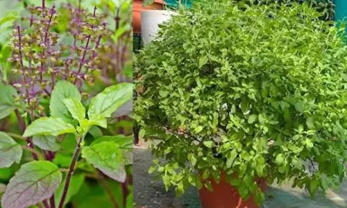तुलसी का पौधा सिर्फ आस्था नहीं, सेहत और वास्तु से भी जुड़ा है इसका महत्व तुलसी का पौधा सिर्फ आस्था नहीं, सेहत और वास्तु से भी जुड़ा है इसका महत्व