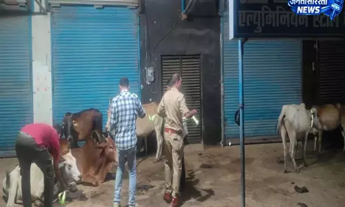 कबीरधाम पुलिस ने गौवंश के गले में लगाए रेडियम बेल्ट