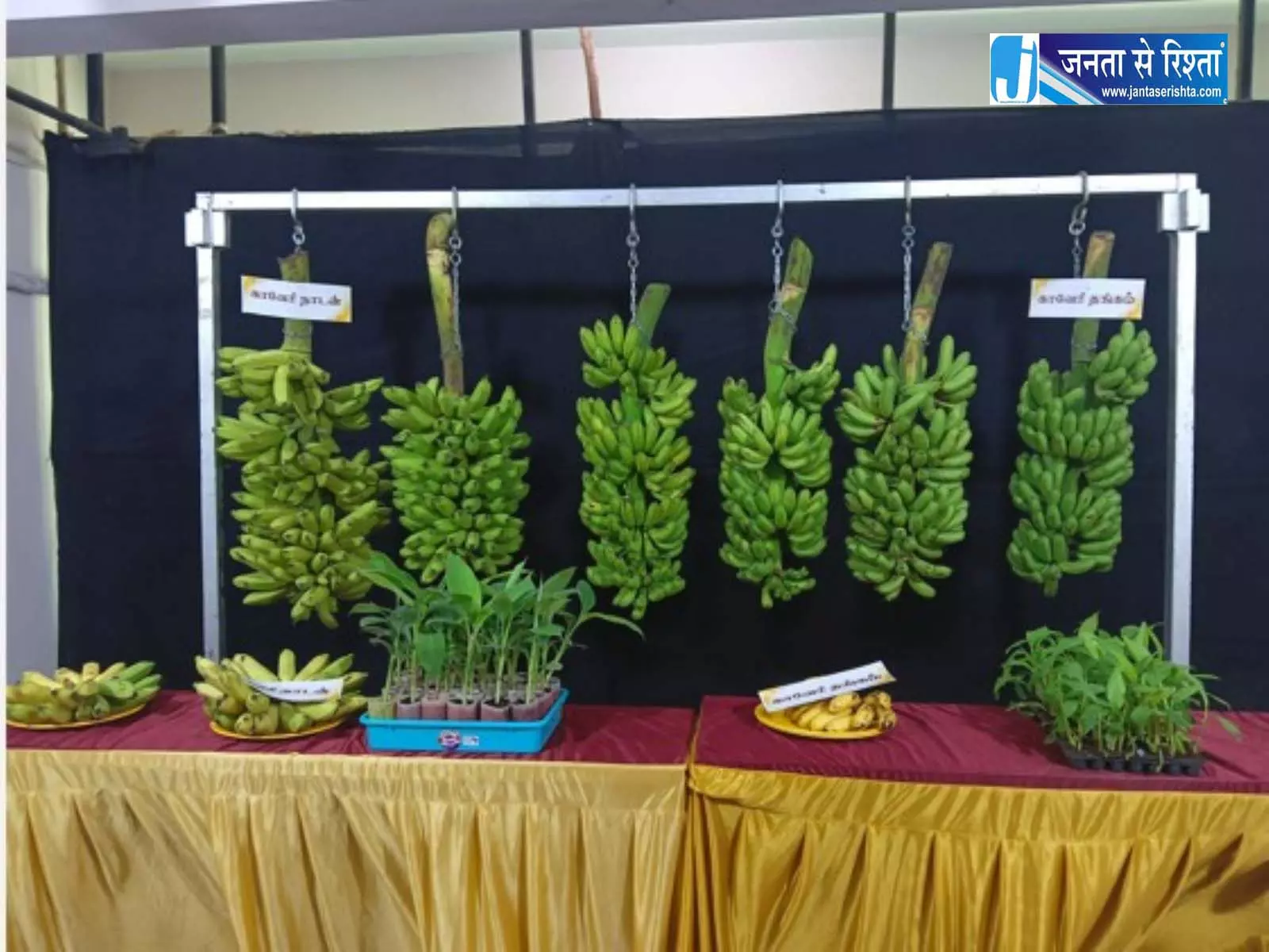 ICAR-NRCB ने लॉन्च की केले की दो नई किस्में, नाम रखा कावेरी थंगम और कावेरी नादन ICAR-NRCB ने लॉन्च की केले की दो नई किस्में, नाम रखा कावेरी थंगम और कावेरी नादन