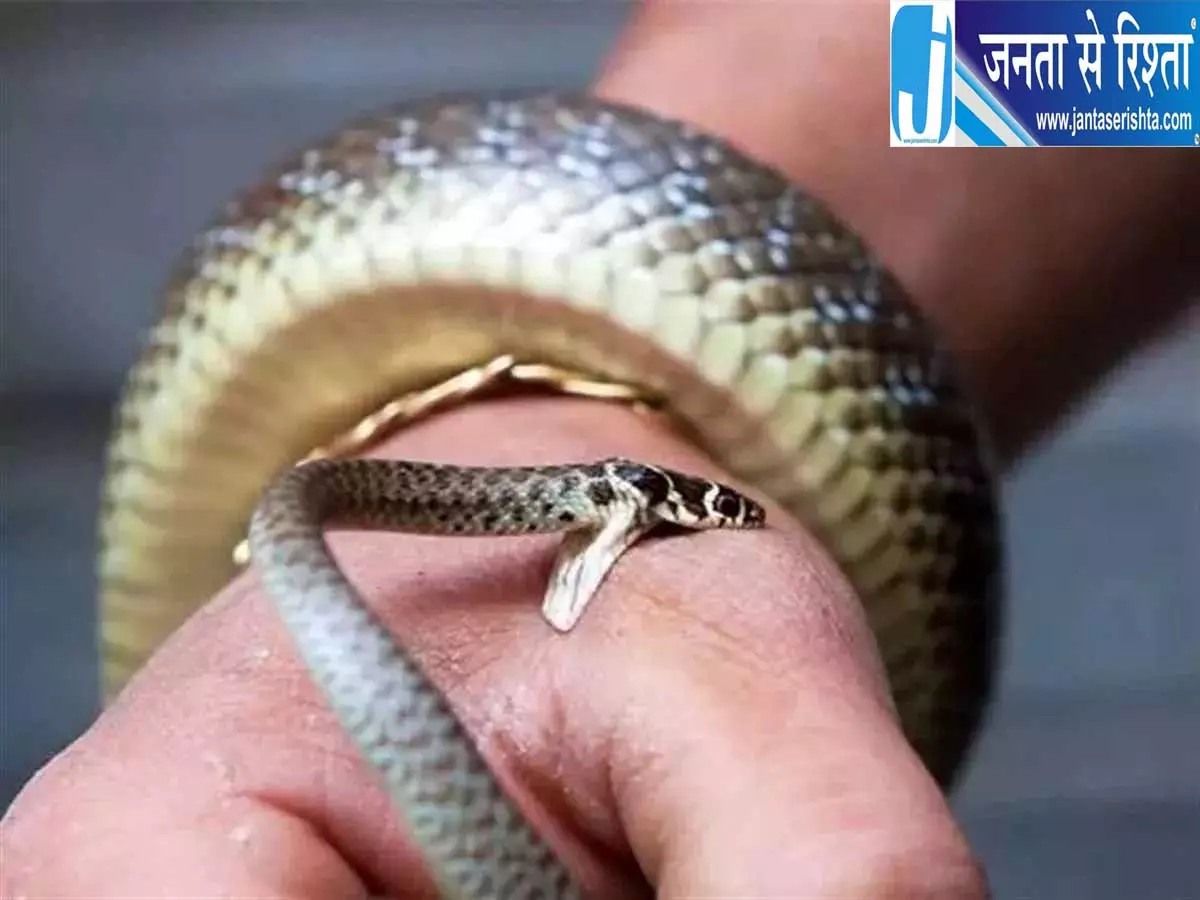 16 साल की छात्रा को सांप ने डसा, परिवार में मचा कोहराम 16 साल की छात्रा को सांप ने डसा, परिवार में मचा कोहराम