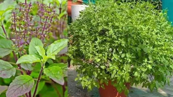 तुलसी का पौधा सिर्फ आस्था नहीं, सेहत और वास्तु से भी जुड़ा है इसका महत्व तुलसी का पौधा सिर्फ आस्था नहीं, सेहत और वास्तु से भी जुड़ा है इसका महत्व