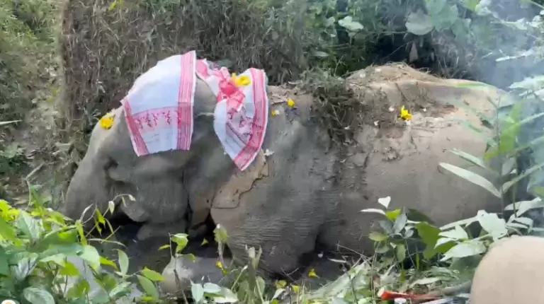 Assam: वन्यजीव कार्यकर्ताओं ने हाथी की मौत पर जताई नाराजगी Assam: वन्यजीव कार्यकर्ताओं ने हाथी की मौत पर जताई नाराजगी