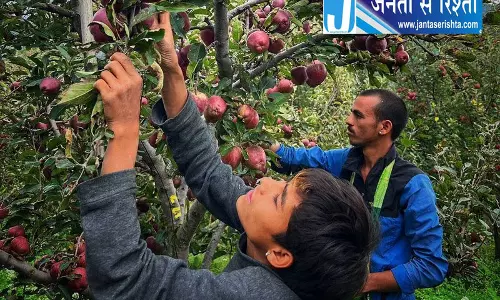 Himachal में सेब की नई बीमारियों का खतरा Himachal में सेब की नई बीमारियों का खतरा