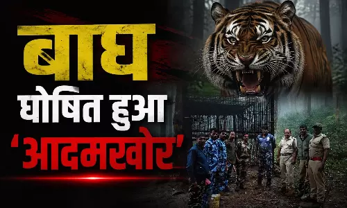 बाघ घोषित हुआ आदमखोर, पकड़ने के लिए अभियान तेज, ली है दो लोगों की जान