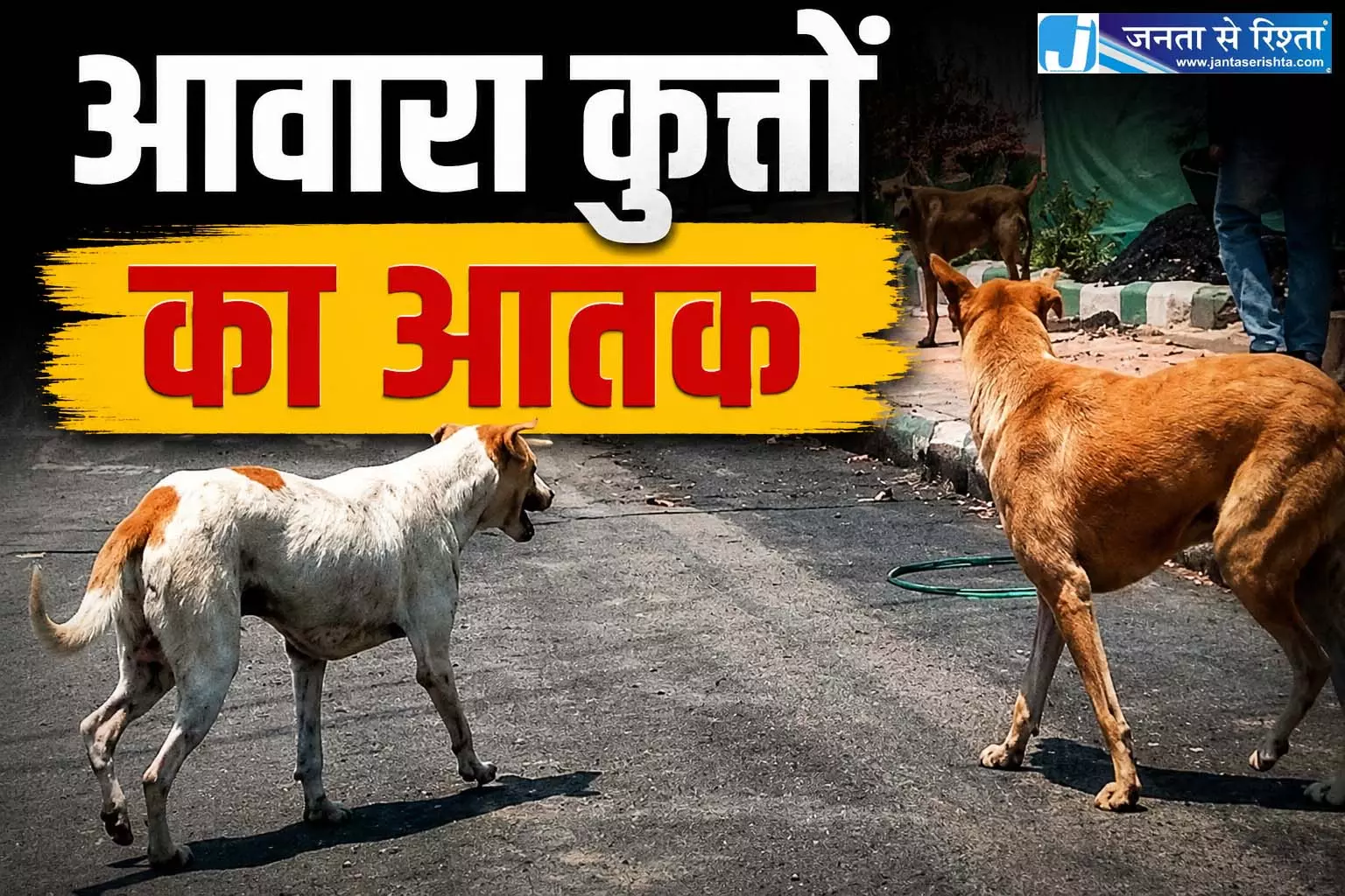 आवारा कुत्तों ने 3 साल की मासूम पर किया हमला, चेहरे पर लगे 12 टांके आवारा कुत्तों ने 3 साल की मासूम पर किया हमला, चेहरे पर लगे 12 टांके