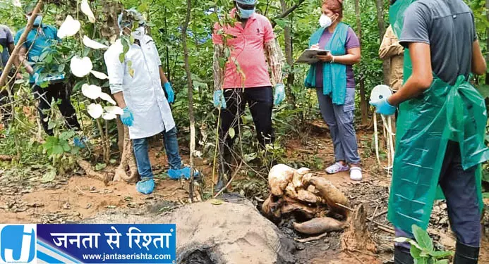 Riamal जंगल में हाथी का शव मिलने से जांच शुरू Riamal जंगल में हाथी का शव मिलने से जांच शुरू
