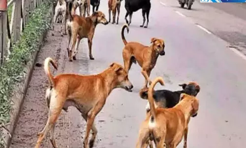 निरसा में पागल कुत्ते का आतंक एक महीने में चार लोगों की मौत