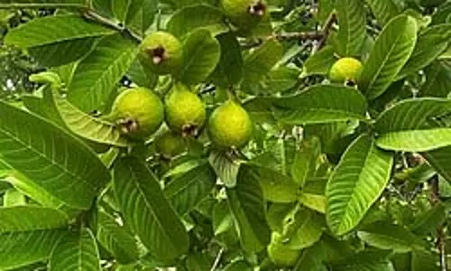 रोज चबाएं इस पेड़ का पत्‍ता कब्‍ज से मिलेगा छुटकारा और भी है कई फायदे