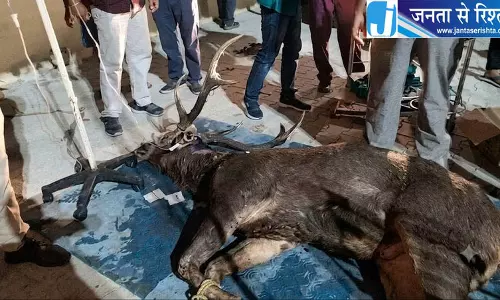 Una में घायल दलदली हिरण का रेस्क्यू Una में घायल दलदली हिरण का रेस्क्यू