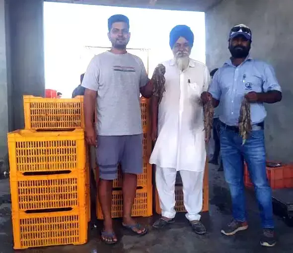 Sirsa: खेती से हटकर झींगा पालन बना कमाई का जरिया, किसान ने किया 65 लाख का कारोबार
