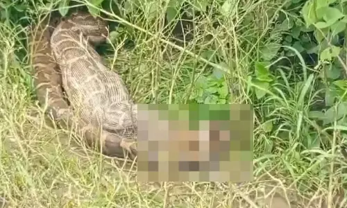पन्ना के जंगल में अजगर ने लोमड़ी को बनाया शिकार, दिनदहाड़े दिखा दुर्लभ नजारा