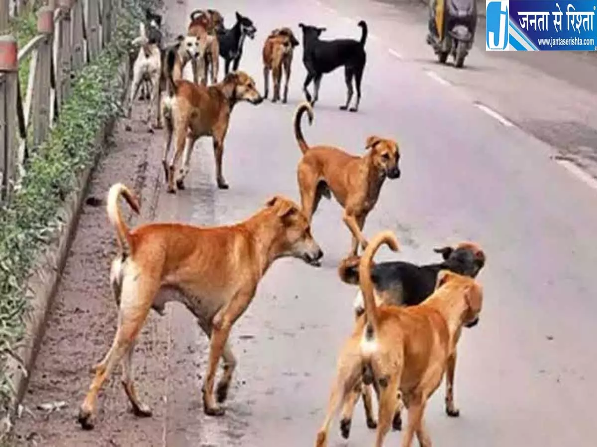 निरसा में पागल कुत्ते का आतंक एक महीने में चार लोगों की मौत निरसा में पागल कुत्ते का आतंक एक महीने में चार लोगों की मौत