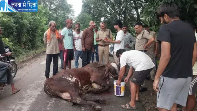 ट्रैक्टर-ट्रॉली से बांधकर गोवंश को सड़क पर घसीटा, शरीर पर गहरे घाव; आरोपी हिरासत में ट्रैक्टर-ट्रॉली से बांधकर गोवंश को सड़क पर घसीटा, शरीर पर गहरे घाव; आरोपी हिरासत में