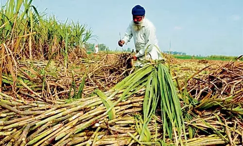 हरियाणा में किसान गन्ने के लिए 600 रुपये प्रति क्विंटल SAP की मांग कर रहे हरियाणा में किसान गन्ने के लिए 600 रुपये प्रति क्विंटल SAP की मांग कर रहे